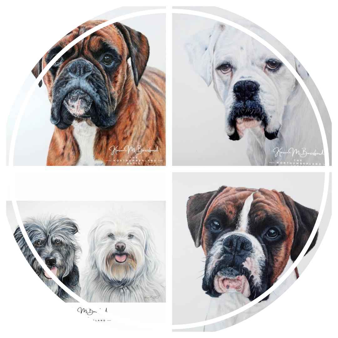 Coloured pencil drawings of Boxer dogs and two rescue dogs